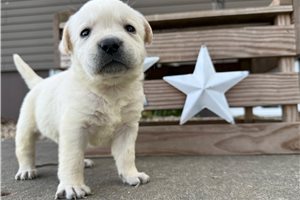 Harriet - puppy for sale