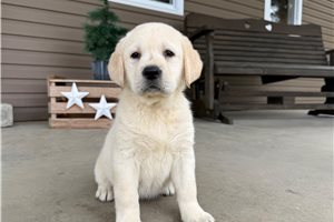 Arrow - Labrador Retriever for sale