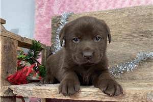 Genevieve - Labrador Retriever for sale