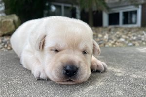 Diego - Labrador Retriever for sale