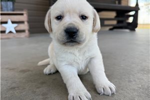 Adeline - puppy for sale