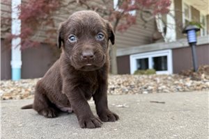 Houston - Labrador Retriever for sale