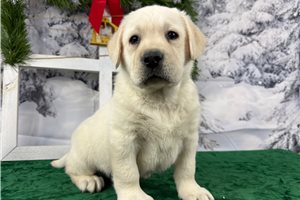 Ronan - Labrador Retriever for sale