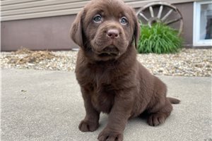 Holly - Labrador Retriever for sale