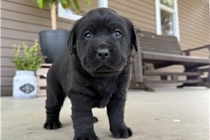 Harvey - Labrador Retriever for sale