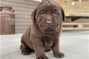 Harmony - Labrador Retriever for sale