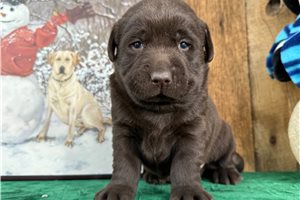 Leon - puppy for sale