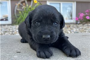 Farah - Labrador Retriever for sale