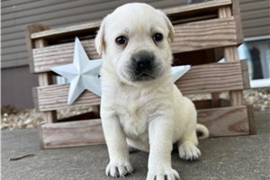 Honor - Labrador Retriever for sale
