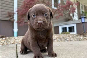 Hollis - puppy for sale
