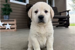 Arrow - Labrador Retriever for sale