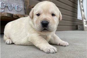 Zora - Labrador Retriever for sale