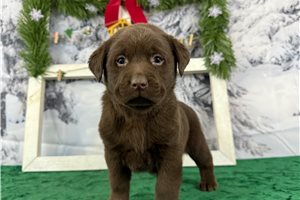Legend - puppy for sale