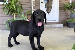 Poppy - Labrador Retriever for sale