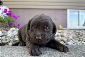 Lizette - puppy for sale