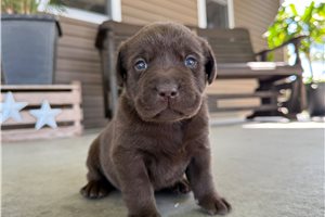 Luca - puppy for sale