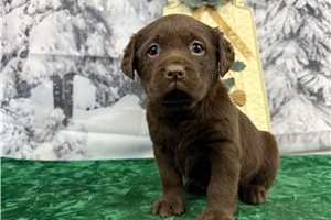 Paisley - Labrador Retriever for sale