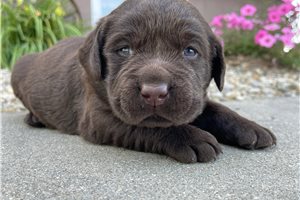 Franco - Labrador Retriever for sale