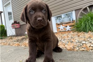 Kado - puppy for sale