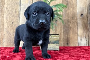 Bonaparte - puppy for sale