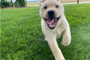 Alister - Labrador Retriever for sale