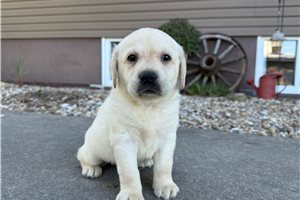 Valentina - Labrador Retriever for sale