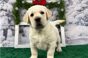 Reid - Labrador Retriever for sale