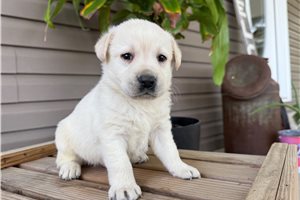Hendrix - puppy for sale