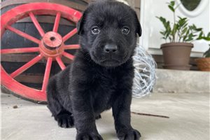 Kayla - Labrador Retriever for sale