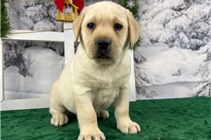 Rhodes - Labrador Retriever for sale
