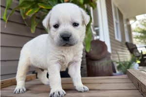 Holden - puppy for sale