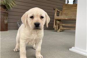 Mahogany - Labrador Retriever for sale