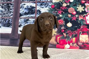 Crescent - Labrador Retriever for sale