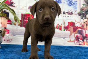 Champ - puppy for sale