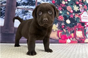 Lauren - puppy for sale