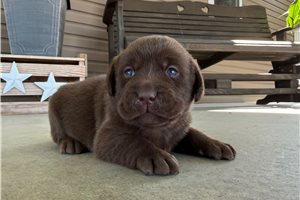 Lucy - puppy for sale