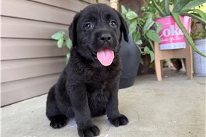 Pluto - puppy for sale