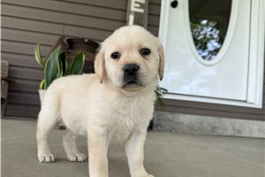 Heidi - Labrador Retriever for sale