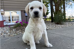 Harriet - Labrador Retriever for sale