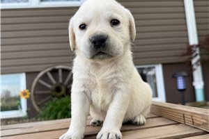 Holland - puppy for sale