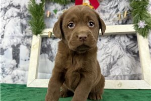 Lena - Labrador Retriever for sale