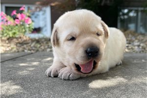 Dulce - Labrador Retriever for sale