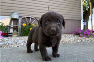 Nessie - puppy for sale