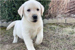 Tracie - Labrador Retriever for sale