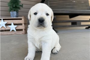 Arrow - puppy for sale
