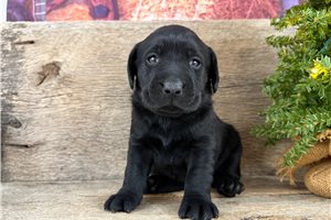 Leslie - puppy for sale