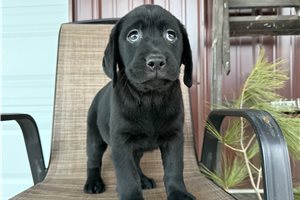 Lexi - puppy for sale
