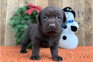 Merlot - Labrador Retriever for sale