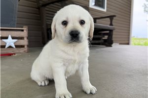 Henry - Labrador Retriever for sale