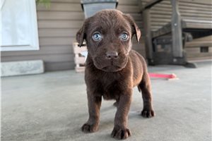 Houston - puppy for sale